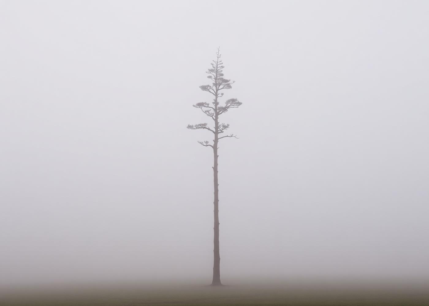 Árvore solitária em meio à neblina